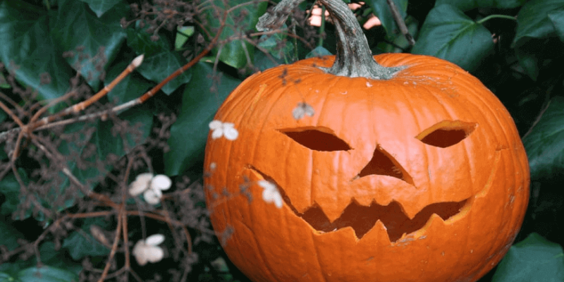 Halloween pumpkin on leaf background