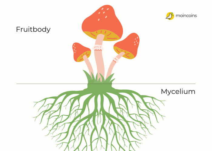 What is mycelium 