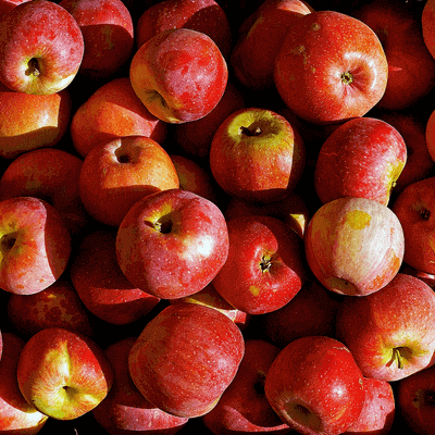 Äpfel Winterobst
