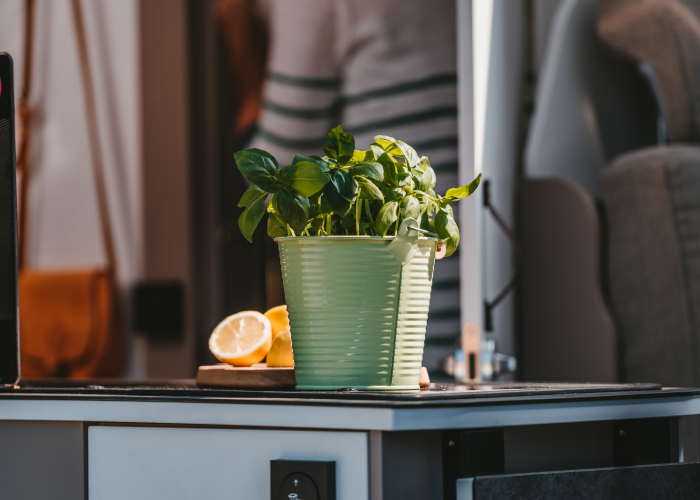 Basil pot and lemon on the desk 