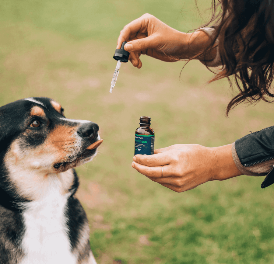 A dog waiting to get CBD oil from a woman's hand