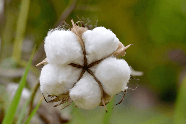 ball of cotton on a plant