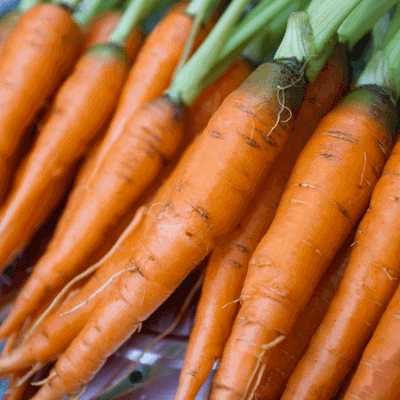 Karotten Wintergemüse