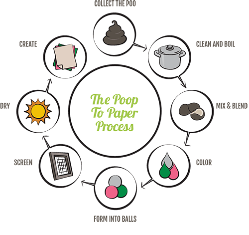 Poop to paper process graphic