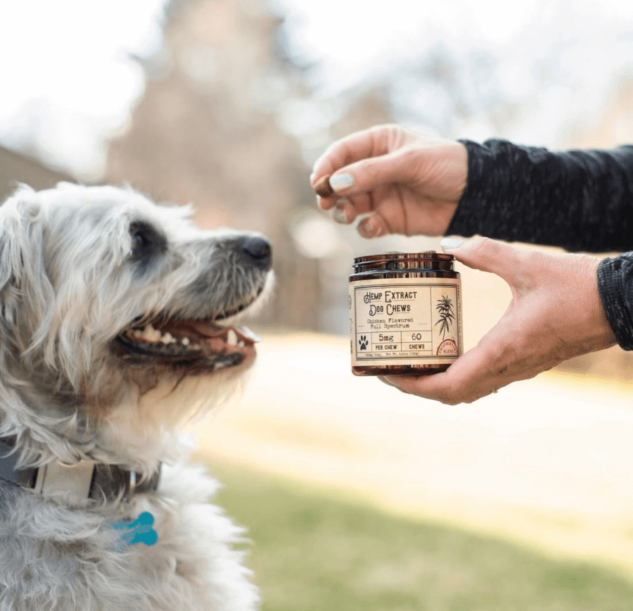A dog in the park eating R and R CBD teats
