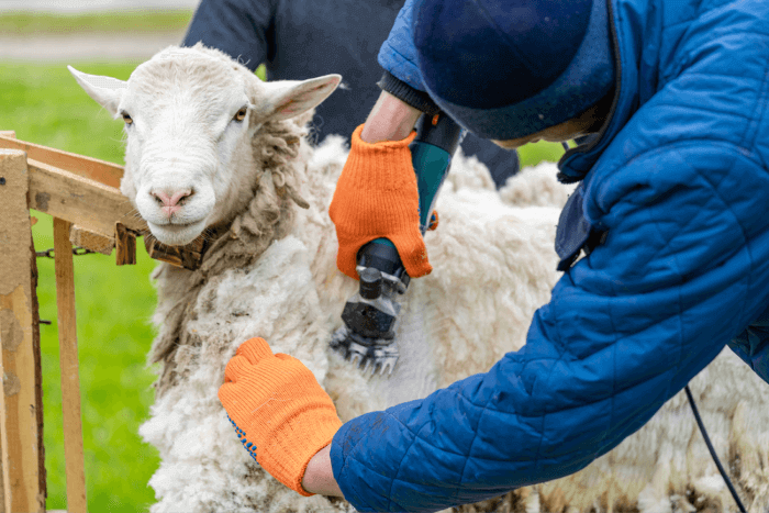 Sheep on a field getting shaved for wool by two men